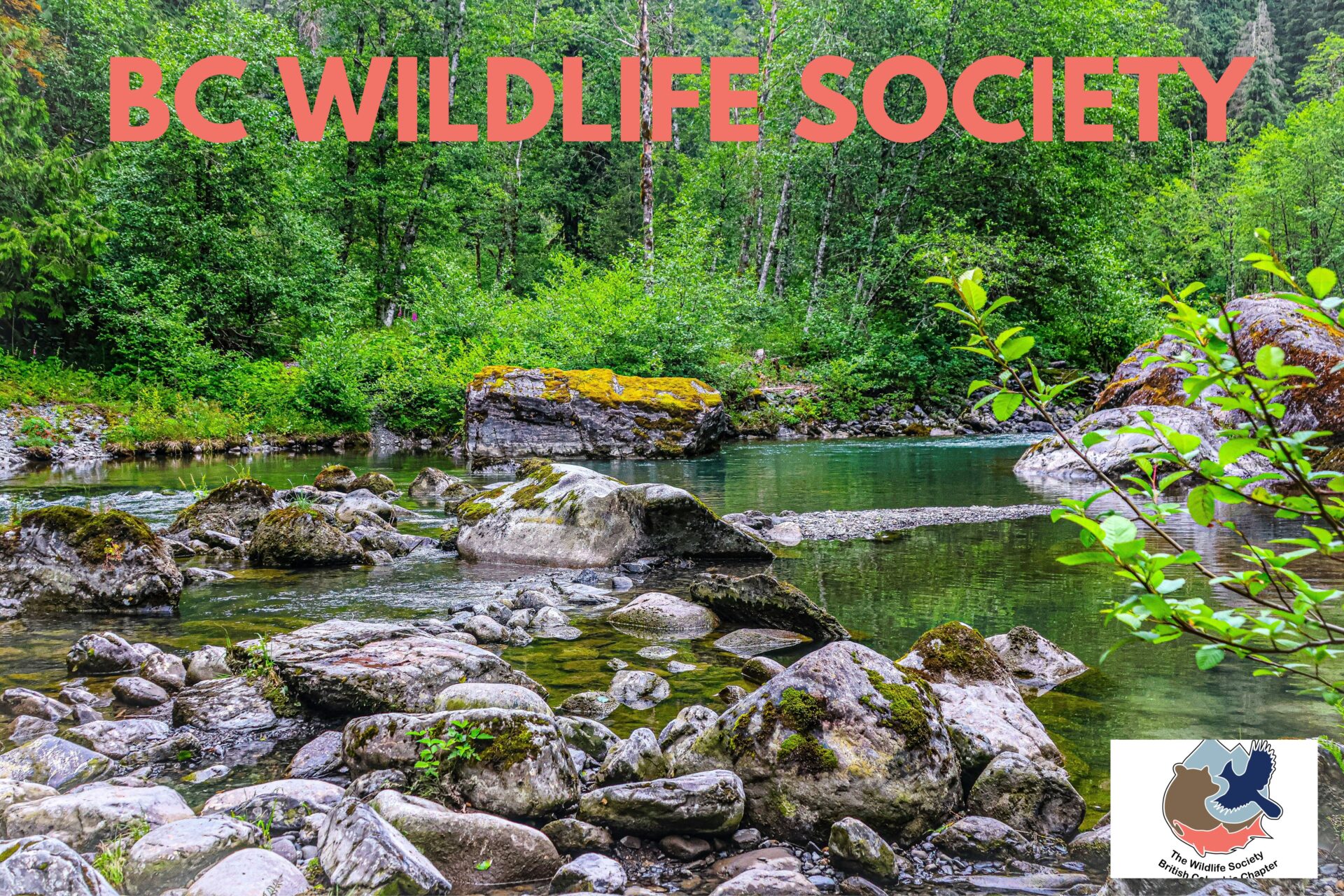 BC Wildlife Society